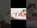 『あたしが守るから...』 猫 アメリカンショートヘア shorts