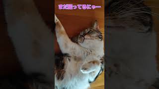 暑すぎて…撮影拒否　三毛猫はなちゃん  #cat  #三毛猫 ＃shorts  #猫のいる暮らし #夏バテ