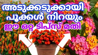 തൈകൾ ഒരാഴ്ച കൊണ്ട് പൂക്കൾ നിറയും | Kongini plant care malayalam