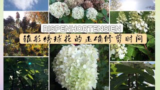 详解锥形绣球的修剪最佳时间Rispenhortensien/修剪和不修剪的区别/03.11.2021