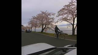 GoPro 日本の桜百選 at海津大崎~奥琵琶湖パークウェイ