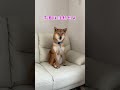 注射がわかる柴犬 shorts 柴犬