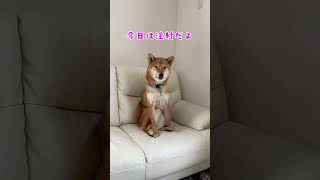 注射がわかる柴犬#shorts #柴犬