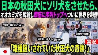 【海外の反応】5万円で買った秋田犬にソリ犬をさせたら…オオカミ犬の序列を一瞬で覆した衝撃の出来事