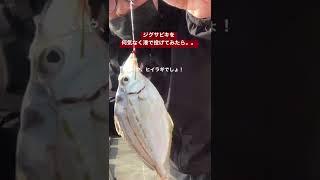 【街中の港でジグサビキを投げてみたらコレ釣れた】#魚釣り #サビキ釣り #釣りに行く #ブラックロッド海賊団