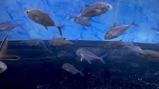 ปลากะมงครีบปลาปรับน้ำจืด (Bluefin trevally)