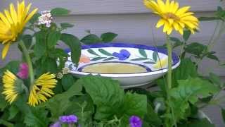 How to Make a Butterfly Feeder