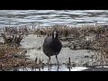 都会のオアシス石神井公園