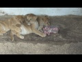 oroszlánkölykök lion cubs