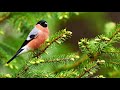 peaceful music relaxing music celtic music