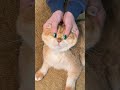 what's this ? 😄 #cat  #shortvideo #cute #funny #short #funnyvideo