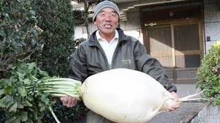 ギネス超え　３５キロの桜島大根