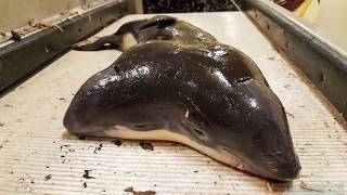 Mutated Two-Headed Porpoise Discovered In Dutch Fishing Net