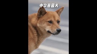 有著兩千年高貴血統的中華田園犬，它叫土狗但不是真的土 #中華田園犬 #土狗 #狗狗 #動物科普