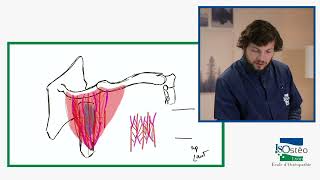 MYOLOGIE DE L'EPAULE MUSCLES SUPERFICIELS