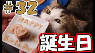 【長毛短足マンチカン】猫用誕生日ケーキ作ってみた【ぽてぽて日記】