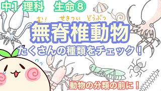 【中1理科b8】無脊椎動物！たくさんの種類をチェック！【分類しちゃう】