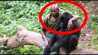 This Fearless Man Comforts A Gorilla Who Just Lost Her Dear Mom…