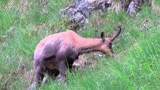 Pfeifende und stampfende Gams in den Ammergauer Alpen