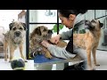 Hand Stripping a Border Terrier - Dog Grooming Tutorial