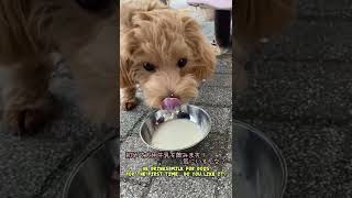 マルプーの子犬。公園散歩と初めて牛乳【犬の日常】Maltipoo puppy.  Park walk and first milk for dogs！ #shorts