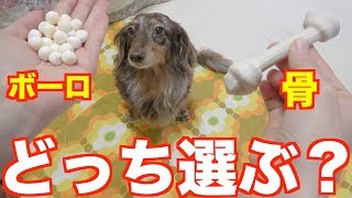 犬は本当に骨が好きなのか？