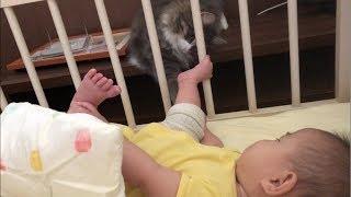 朝から赤ちゃんとイチャイチャする猫 ノルウェージャンフォレストキャット A cat to love with a baby.Norwegian Forest Cat.