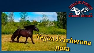 Yegua percherona pura.