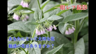 素朴な花・大切な花・魅惑の花