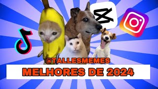 OS MELHORES VÍDEOS DE 2024 @Tallesmemes |complicado de vídeos| tente não rir