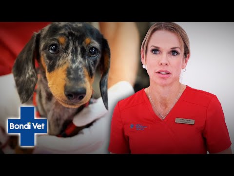 Will a hearing aid battery kill a dog?