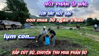 Giả Vờ...BẮP PHÂN BÒ vào nhà bác RAGLAI hỏi thu mua PHÂN BÒ giá cao và CÁI KẾT../381