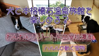 犬と温泉楽しめる？わんわんリゾート矢田屋松濤園