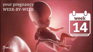 14 Weeks Pregnant - Natural Pregnancy Week-By-Week