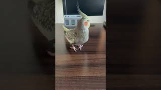 ダメ元でゴミ捨てごっこに誘ってくるオカメインコ