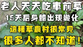 老人天天吃車前草，15天後身體出現變化！這種草農村很常見，很多人都不知道！