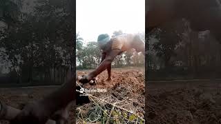 #vivasaye #trending #farming #vivasayam #shortvideo #love #shorts