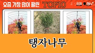 가장 많이 팔린 탱자나무 추천 Top10!