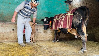 ਦੋ ਤਾਜ਼ੀਆਂ ਸੂਈਆਂ ਗਾਵਾਂ ਵਿਕਾਉ 👌🏻👌🏻ਘੱਟ ਰੇਟ 😱😱Bawa dairy farm