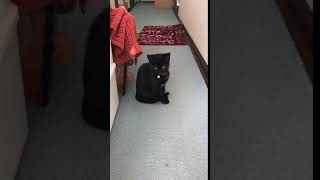 黒猫くくりのフライングボディアタック