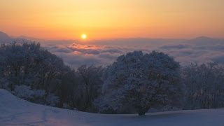 雪が降った翌日の大カエデには多くのカメラマンがやってきます