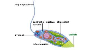 Body plan of euglena Animation