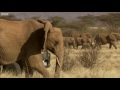 Two Elephant Families Unite  This Wild Life  BBC Earth