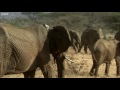 Two Elephant Families Unite  This Wild Life  BBC Earth