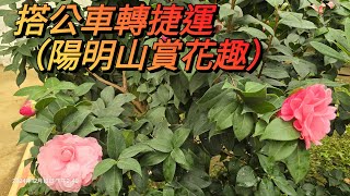 搭公車轉捷運（陽明山賞花趣）