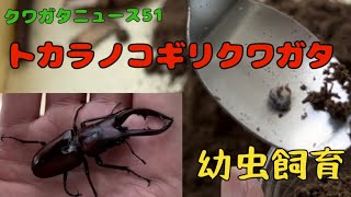 クワガタニュース51〜トカラノコギリクワガタ の産卵セット割り出し2