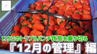 「いちご栽培 いちご農家」12月の管理編 トリプルパンチ状態を乗り切る！