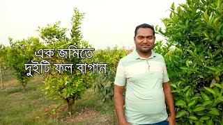 নওগাঁ জেলায় এক জমিতেই বিখ্যাত আম ও মালটা বাগান চাষ করে সফল এক কৃষি উদ্যোক্তা || রাজশাহী এগ্রো