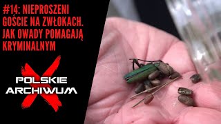 Polskie Archiwum X #14: Jak owady pomagają policji. Nieproszeni goście na ludzkich zwłokach.