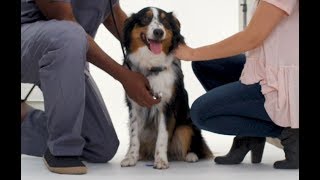 Tips to Help Keep Your Pets Safe at Home | Allstate Insurance